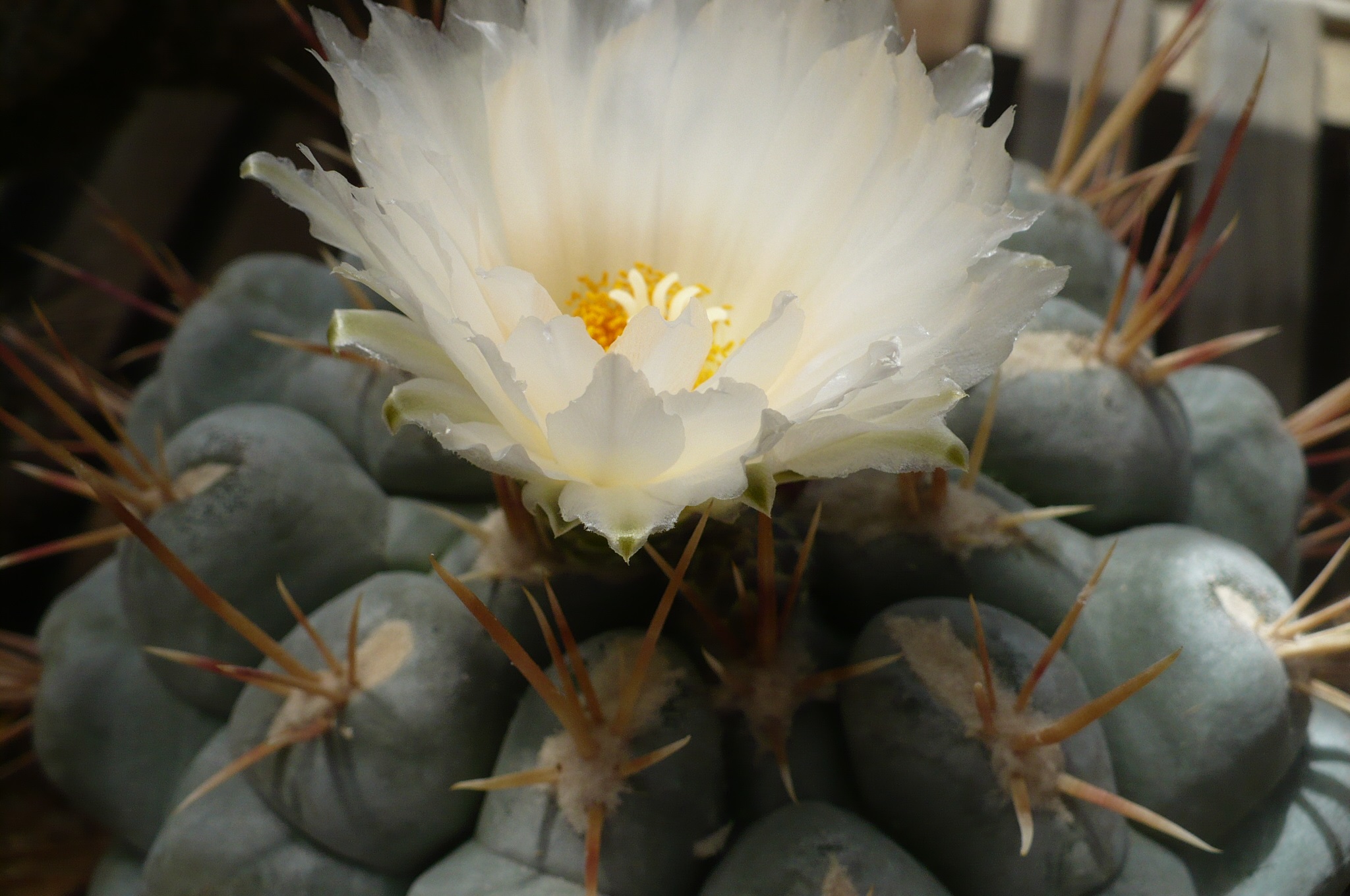 Thelocactus – Laredo Cactuses and Xerophytes