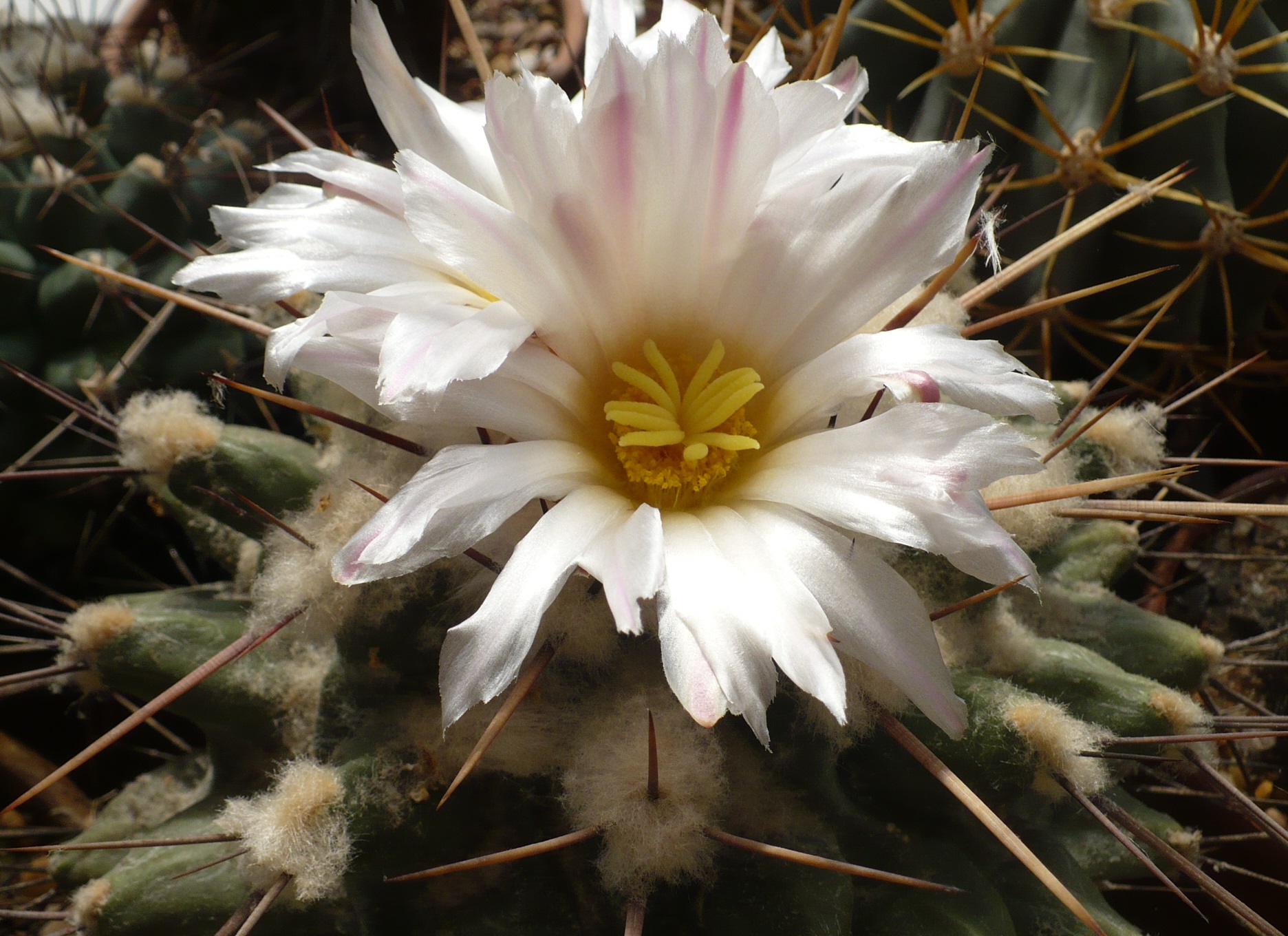 Thelocactus – Laredo Cactuses and Xerophytes