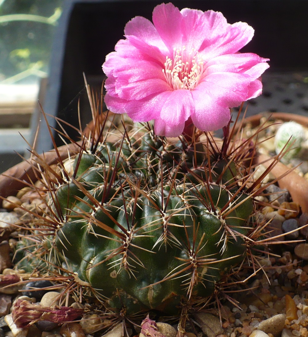 Suborbita Sulcorebutia – Laredo Cactuses and Xerophytes