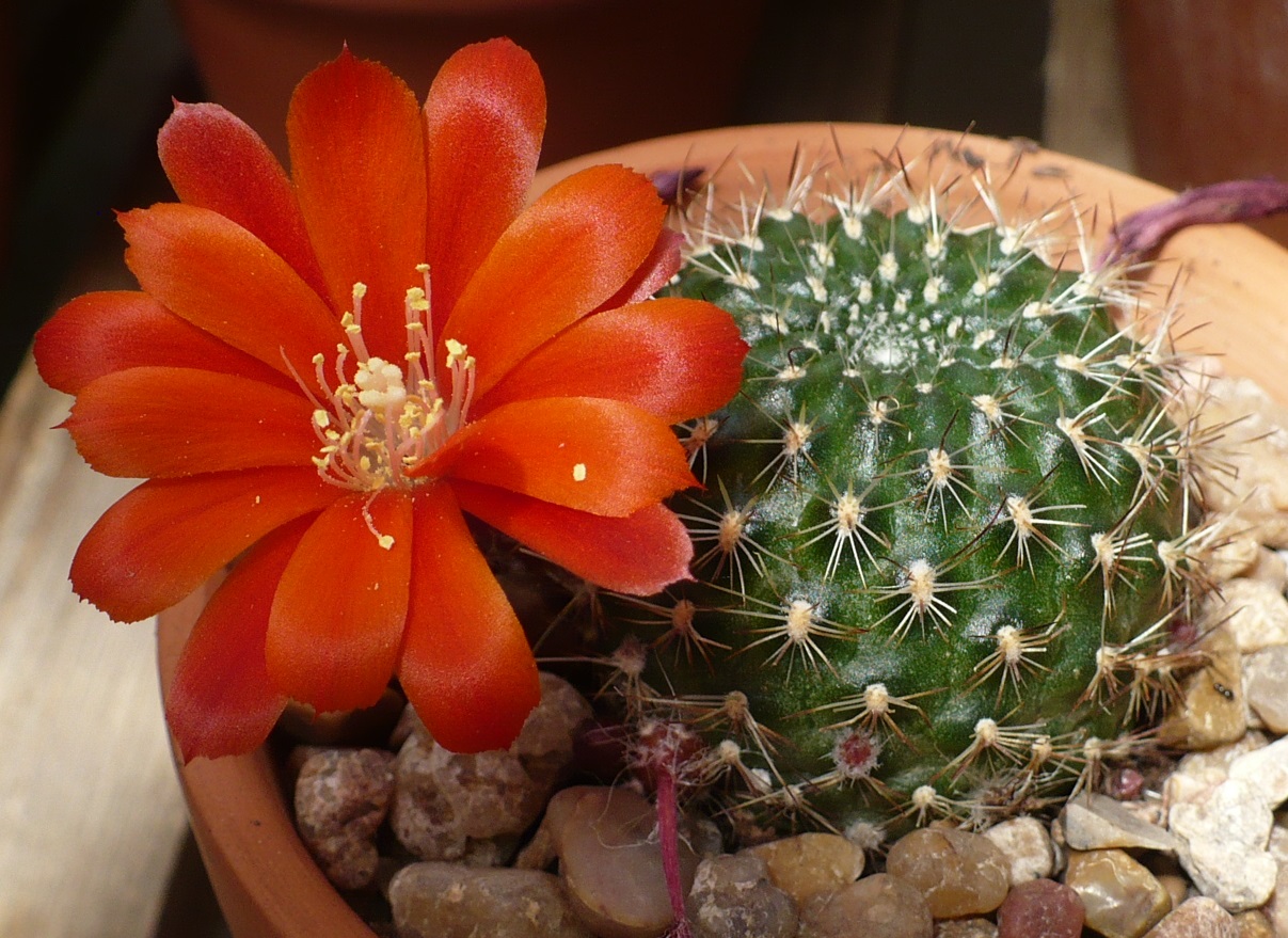 Rebutia  Laredo Cactuses and Xerophytes