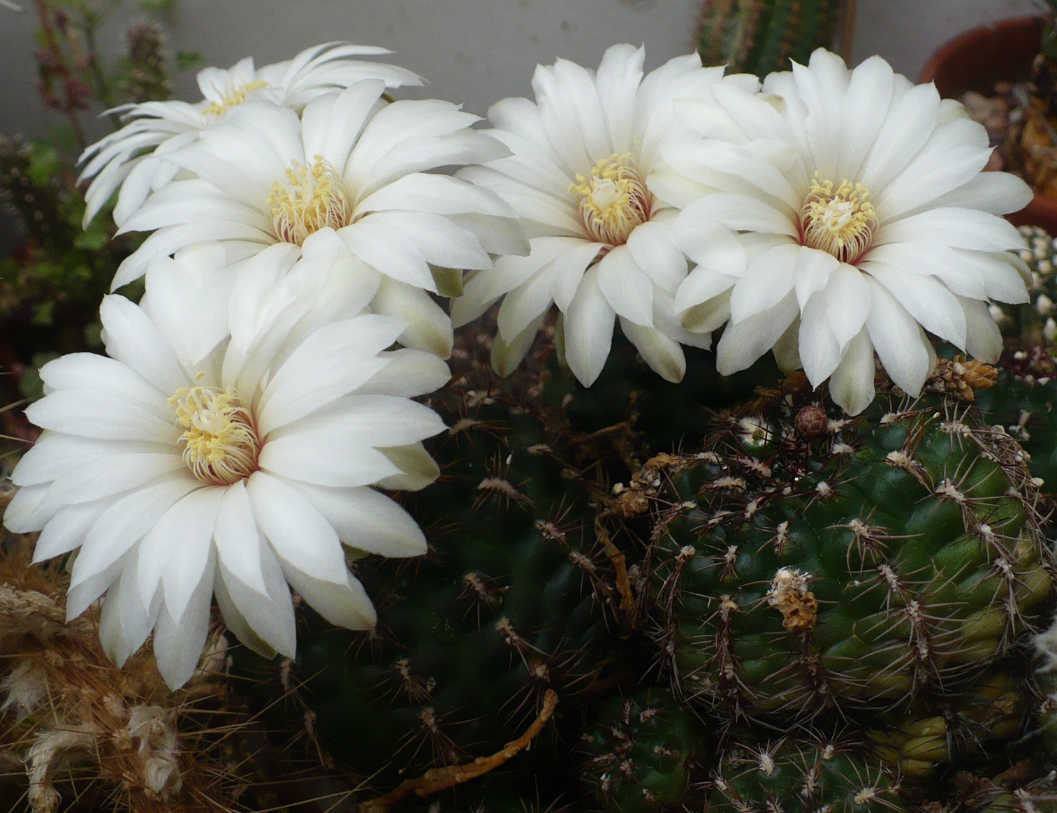 Gymnocalycium  Laredo Cactuses and Xerophytes