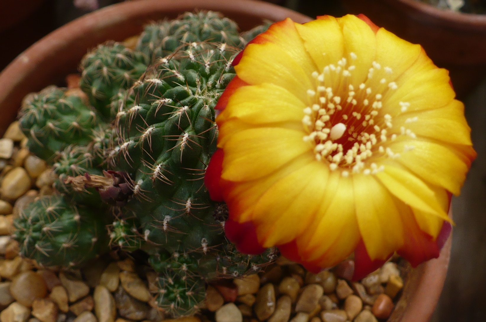 conjf cactus Column Cactus – Femme Progressive