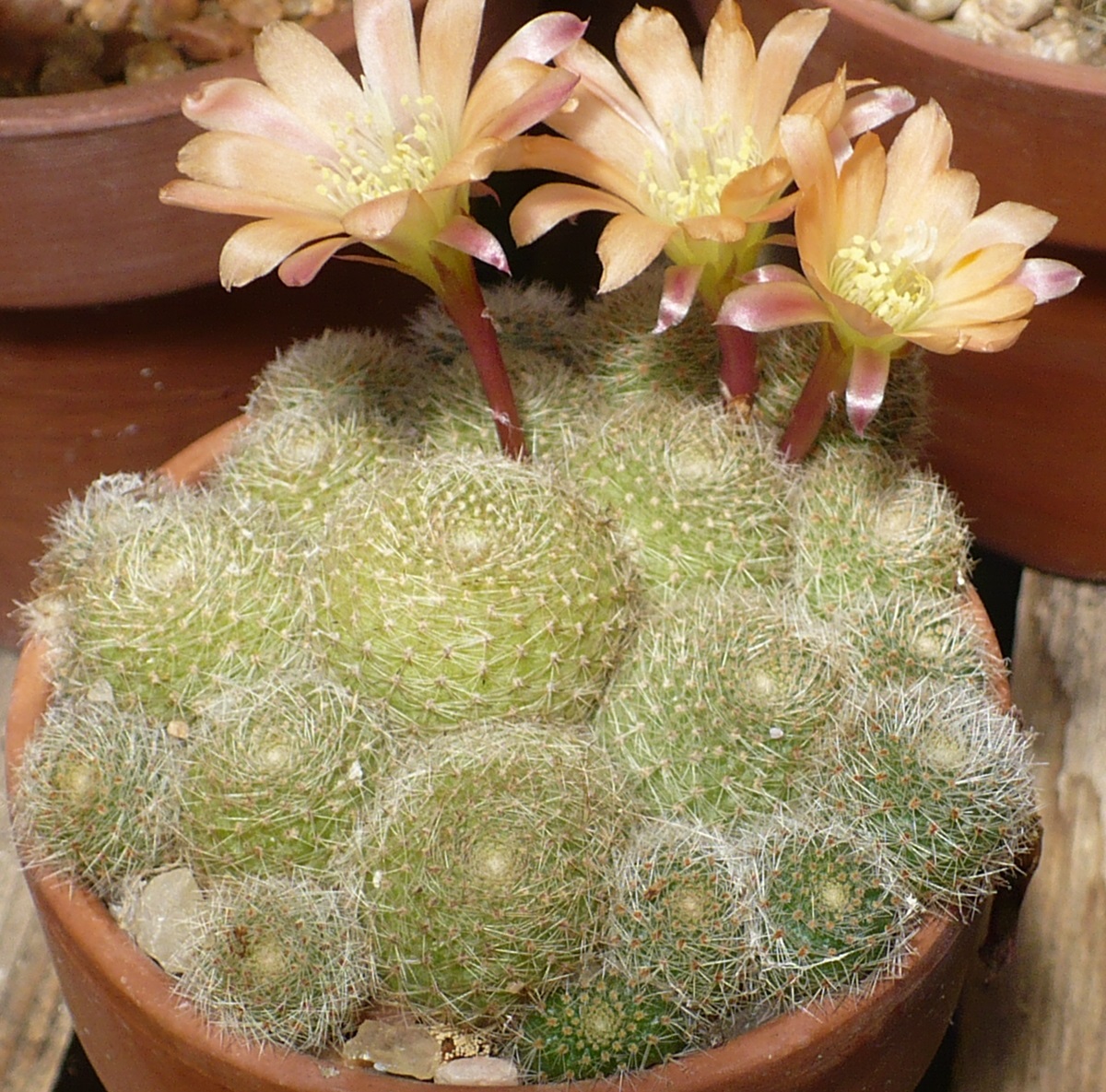 Rebutia  Laredo Cactuses and Xerophytes